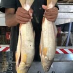 Semana Santa: veja como escolher e conservar peixe com segurança na hora da compra