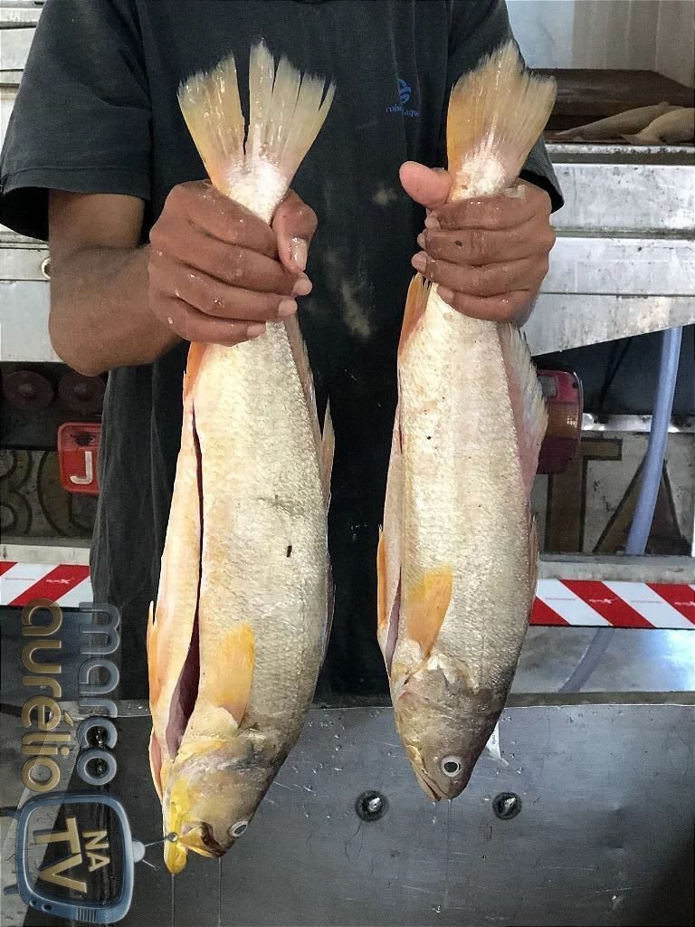 Semana Santa: veja como escolher e conservar peixe com segurança na hora da compra